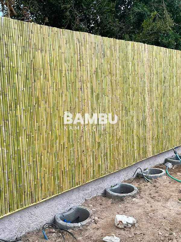 Bambu Kamış